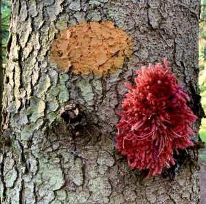 sorry, minified image is missing, click to see the bigger version